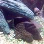freshwater fish - leporacanthicus galazias - tooth-nose pleco (l-07a) stocking in 60 gallons tank - my fish