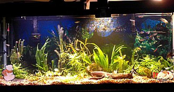 55 gallons planted tank (mostly live plants and fish) - Planted with driftwood and angelfish