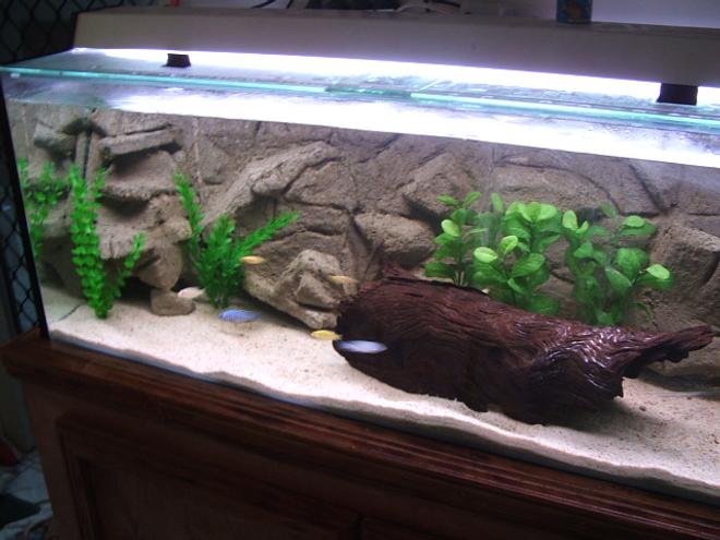 50 gallons freshwater fish tank (mostly fish and non-living decorations) - oasis
