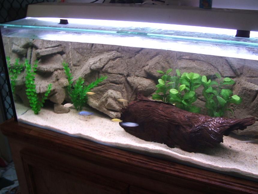 Rated #1381: 50 Gallons Freshwater Fish Tank - oasis