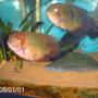 freshwater fish - hypselecara temporalis - chocolate cichlid stocking in 200 gallons tank - male and female chocolate cichlids