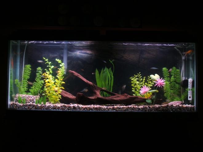 48 gallons freshwater fish tank (mostly fish and non-living decorations) - 48gal