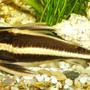 freshwater fish - platydoras costatus - striped raphael catfish stocking in 100 gallons tank - My catfish