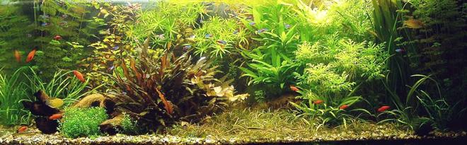 100 gallons planted tank (mostly live plants and fish) - My aquarium