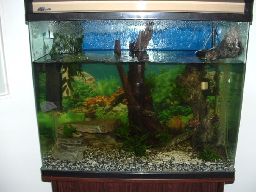Rated #4122: Freshwater Fish Tank - brackish tank
size; 900 x 900 x 400
gap left at top for archers to shoot flys.
2 x archers
3 x borneo tigers
2 x #8 puffers
2 x red scats
1 x green chromid