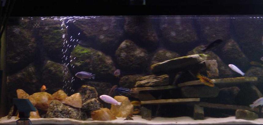 Rated #2467: 75 Gallons Freshwater Fish Tank - Malawi Tank