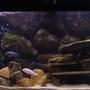 75 gallons freshwater fish tank (mostly fish and non-living decorations) - Malawi Tank