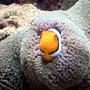saltwater fish - amphiprion ocellaris - ocellaris clownfish stocking in 110 gallons tank - My clown