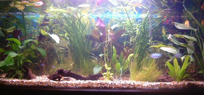Rated #1424: 70 Gallons Planted Tank - First attempt at a planted tank.