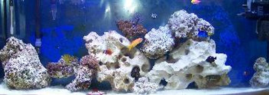 Rated #180: 55 Gallons Saltwater Fish Tank - not done yet
