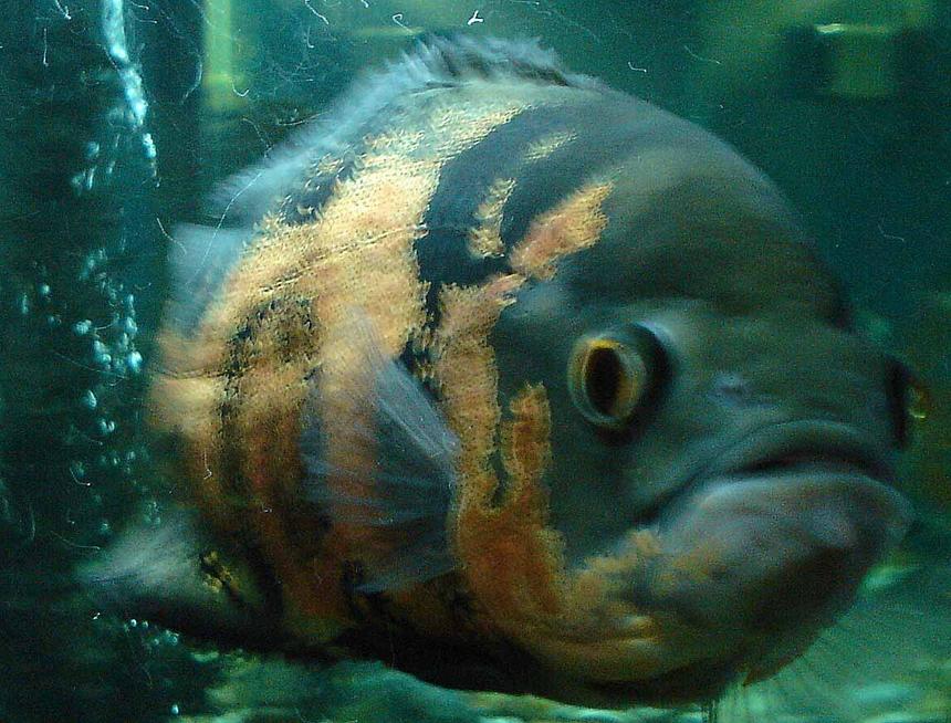 Rated #1874: Freshwater Fish - Astronotus Ocellatus - Oscar Stocking In 55 Gallons Tank - oscar