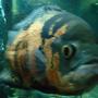 freshwater fish - astronotus ocellatus - oscar stocking in 55 gallons tank - oscar