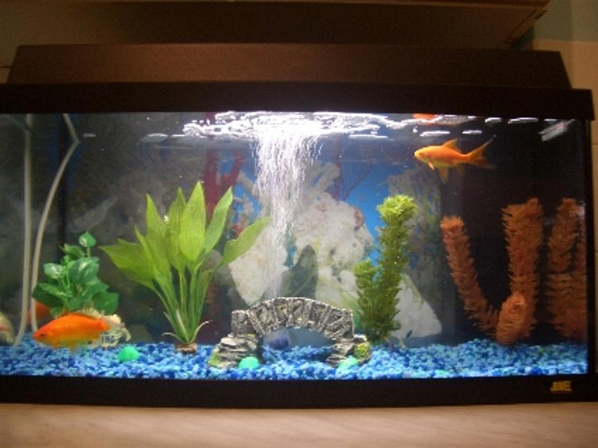 Rated #3574: 60 Gallons Freshwater Fish Tank - 60 rekord my Juwel tank the best tank around i think and cheap cost's only around £95 the best thing is it came with a heater so if i do get bored of cold water fish i can just put the heater and get tropical fish