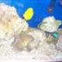 125 gallons reef tank (mostly live coral and fish) - 4 months old