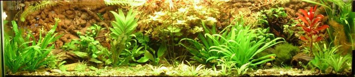 118 gallons planted tank (mostly live plants and fish) - My tank after 4 moths.