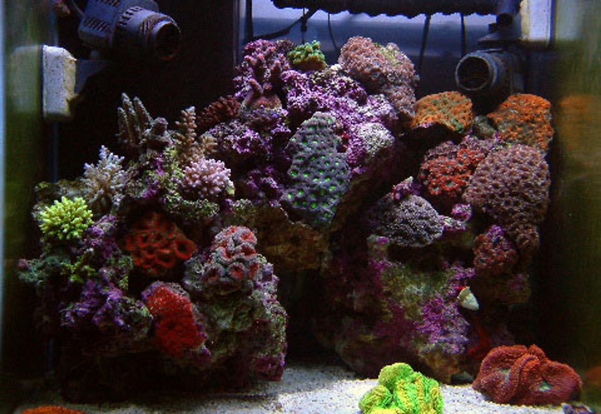 37 gallons reef tank (mostly live coral and fish) - my most favorite tank so far.