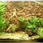 118 gallons planted tank (mostly live plants and fish) - last setup