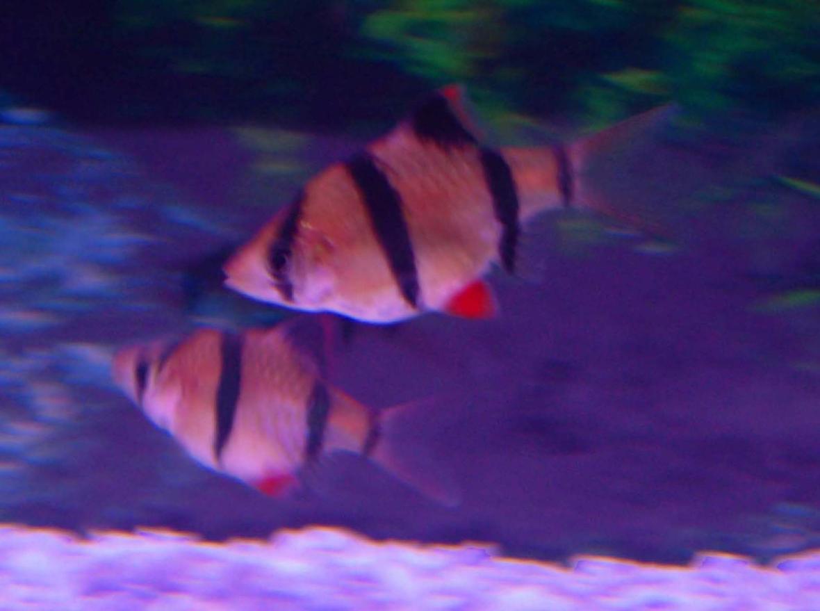 freshwater fish - puntius tetrazona - tiger barb stocking in 30 gallons tank - 3/4" Tiger Barb They never stay still!