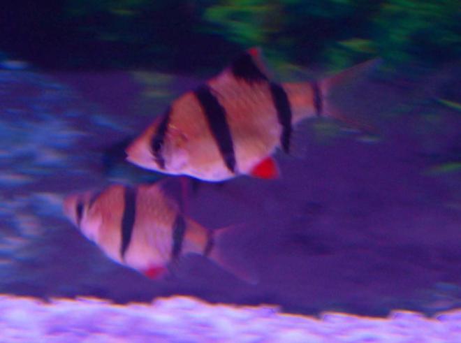 freshwater fish - puntius tetrazona - tiger barb stocking in 30 gallons tank - 3/4" Tiger Barb

They never stay still!