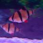 freshwater fish - puntius tetrazona - tiger barb stocking in 30 gallons tank - 3/4" Tiger Barb They never stay still!