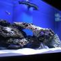 75 gallons saltwater fish tank (mostly fish, little/no live coral) - 75 gal. FO tank