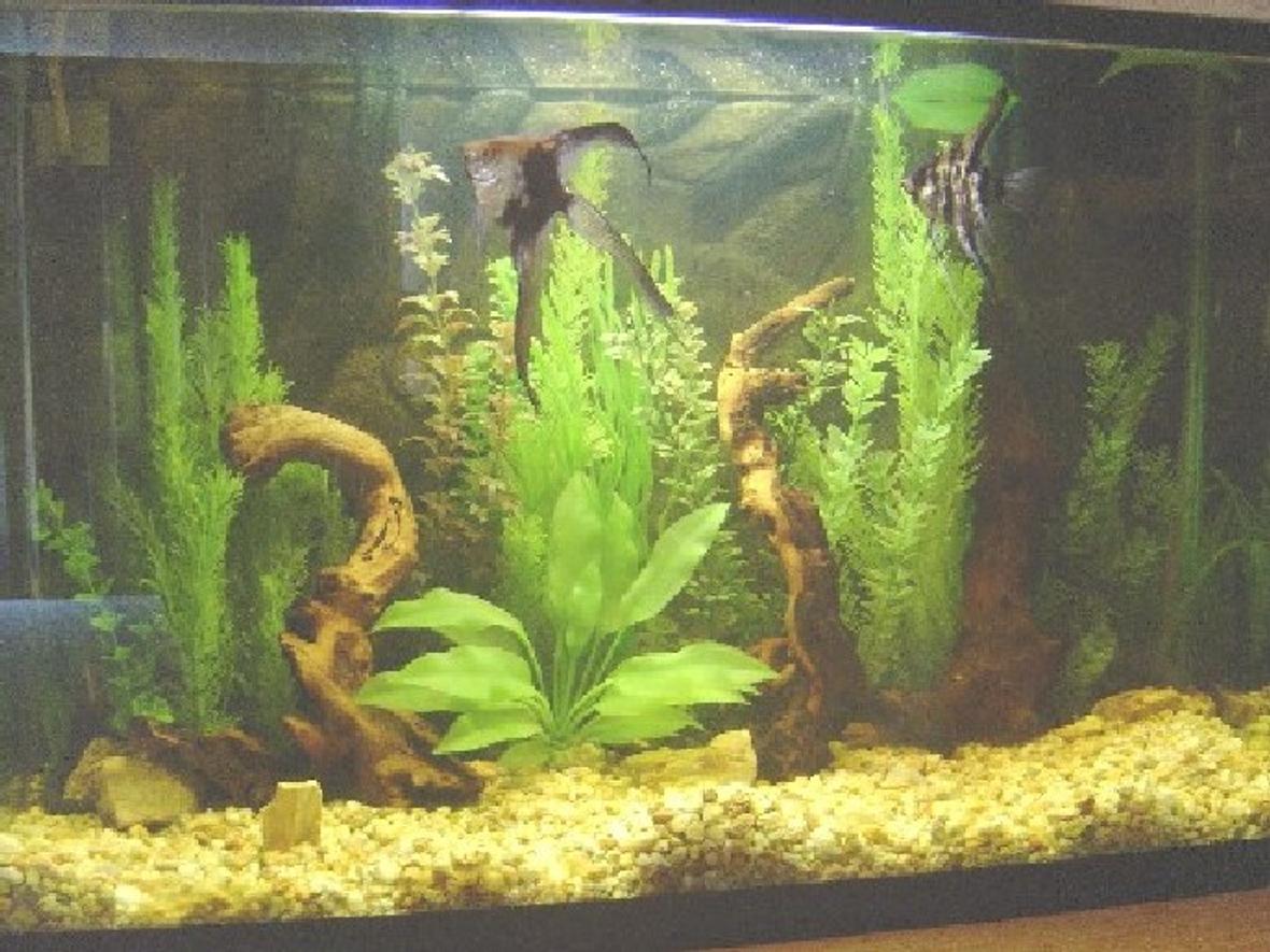 45 gallons freshwater fish tank (mostly fish and non-living decorations) - all the plants are artificials, and the roots are mopanies, contains an escalar`s couple, and their babies, the ph its 6.5, and has 2 filters, 1 inrternal and the other external.