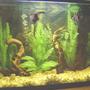 45 gallons freshwater fish tank (mostly fish and non-living decorations) - all the plants are artificials, and the roots are mopanies, contains an escalar`s couple, and their babies, the ph its 6.5, and has 2 filters, 1 inrternal and the other external.