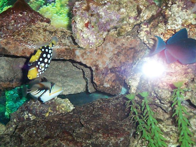 saltwater fish - rhinecanthus aculeatus - humu picasso triggerfish stocking in 90 gallons tank - clown and humu