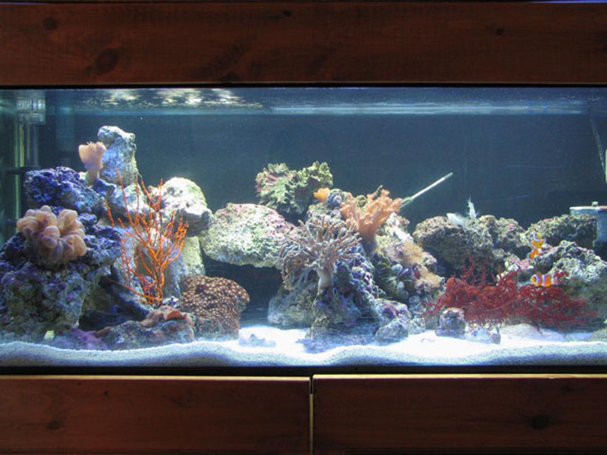40 gallons reef tank (mostly live coral and fish) - 40 gallon breeder, t5ho lighting, ac500,ac802 powerhead, coralife super skimmmer 65