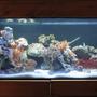 40 gallons reef tank (mostly live coral and fish) - 40 gallon breeder, t5ho lighting, ac500,ac802 powerhead, coralife super skimmmer 65