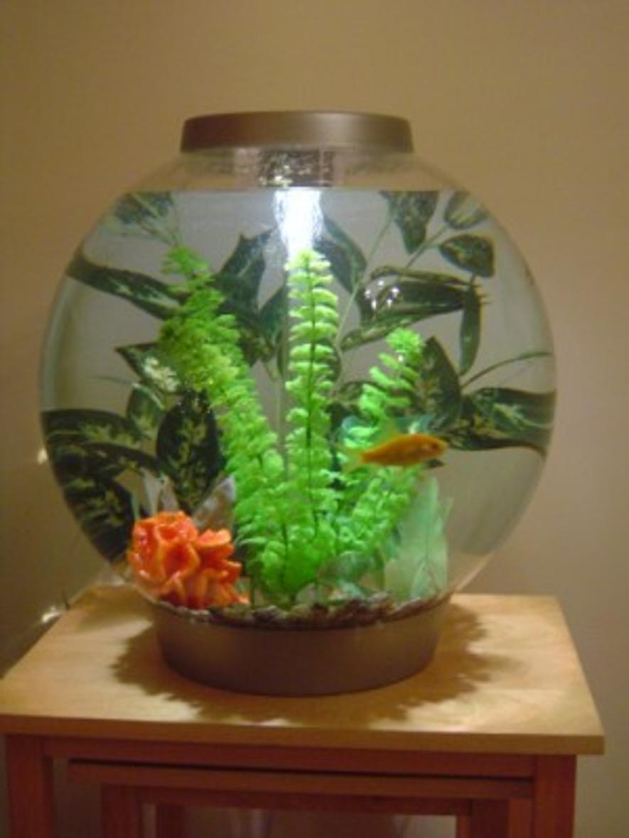 Rated #3875: 10 Gallons Freshwater Fish Tank - This is Bob in his 60L (10 gallon) BiOrb tank.