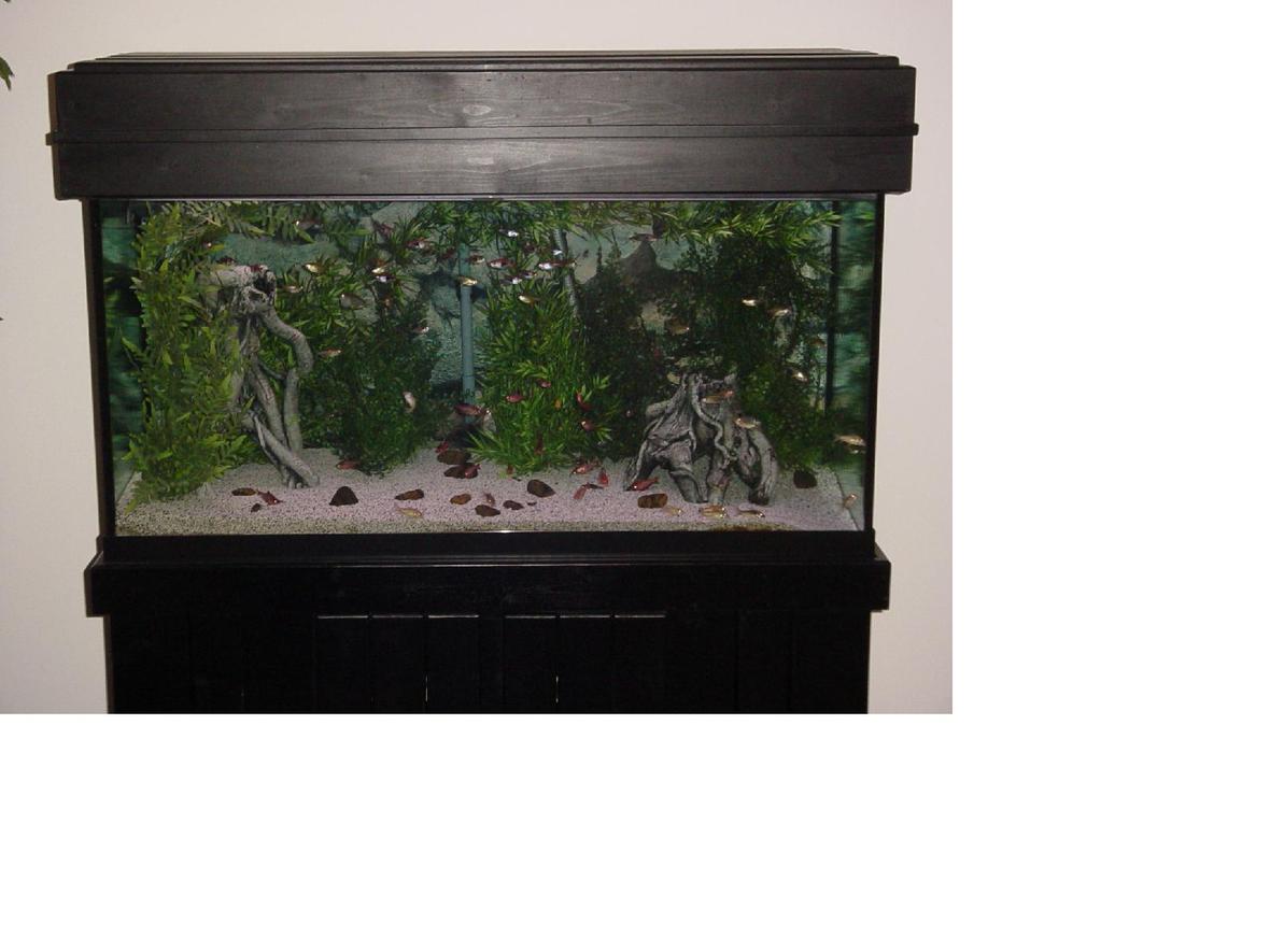 90 gallons freshwater fish tank (mostly fish and non-living decorations) - Here is My 90 Gallon Tera Tank with Plastic Pants, Ceramic Roots, White Chiclid Sand