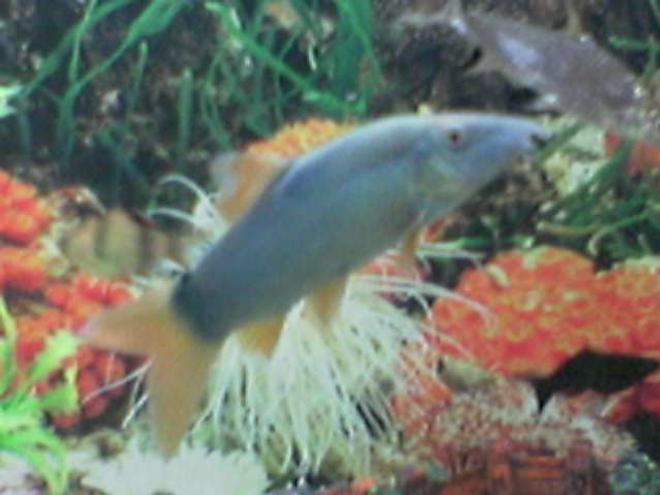 freshwater fish - botia modesta - redtail botia loach stocking in 35 gallons tank - botia loach....