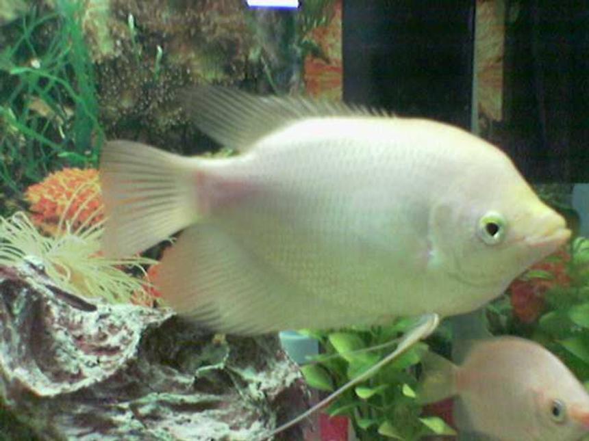 Rated #1577: Freshwater Fish - Helostoma Temmincki - Kissing Gourami Stocking In 35 Gallons Tank - gaintgroumi