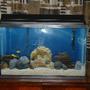 29 gallons freshwater fish tank (mostly fish and non-living decorations) - Just started this tank up with our Africans last week. We are planning on increasing rocks, especially on the left and right sides. So far, so good!