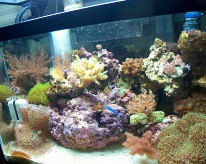 Rated #897: 10 Gallons Reef Tank - Full Tank Shot