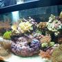 10 gallons reef tank (mostly live coral and fish) - Full Tank Shot