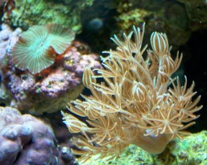 corals inverts - xenia elongata - silver branch pumping xenia stocking in 10 gallons tank - Pulsing Xenia