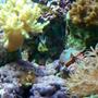 saltwater fish - sphaeramia nematoptera - spotted cardinalfish stocking in 10 gallons tank - Pajama Cardinal in his hideout