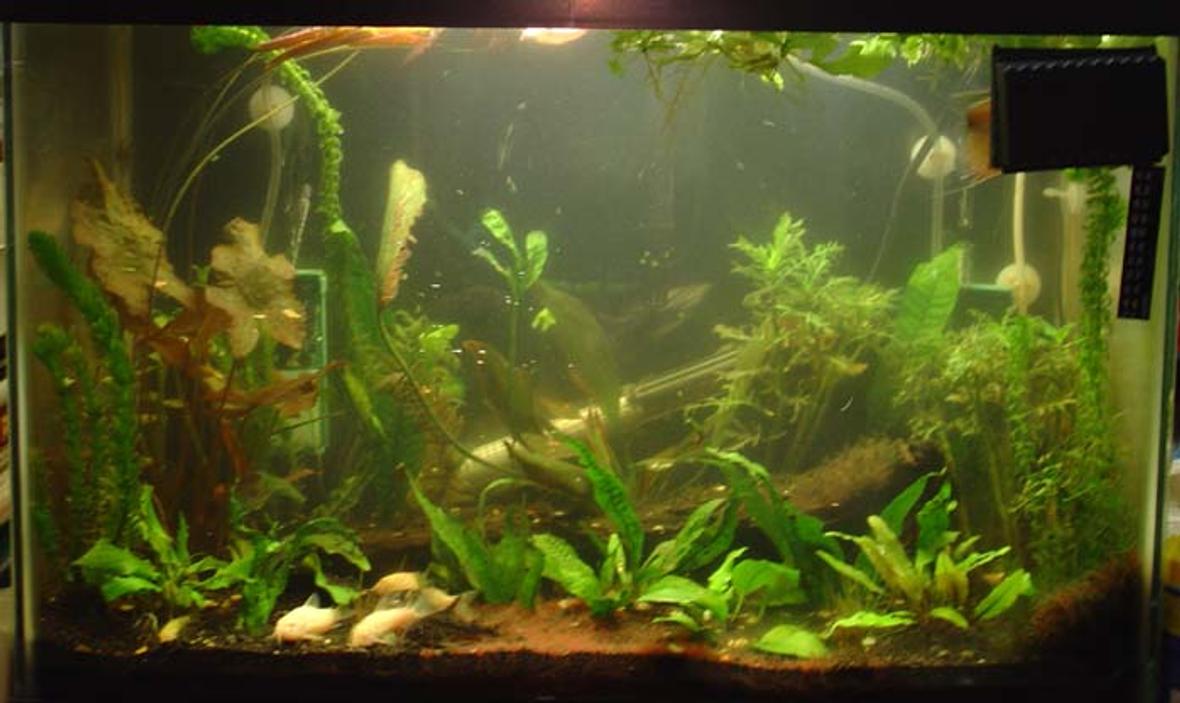 planted tank (mostly live plants and fish) - 20-gallon tank, plenty of hiding places as you can see. Animals include five albino green cories, two julii cories, one green cory, one metae cory, one milin cory, two peppered cories, two bumble catfish, one striped raphael, two dalmatian mollies, one pearl gourami, one apple snail and three figure-eight puffer fish. Plants include java moss, duckweed, java ferns, elodeas, african red lotus, dwarf anubias, water sprites, hairgrass and wisteria.