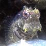 saltwater fish - salarias fasciatus - lawnmower blenny stocking in 67 gallons tank - Lawnmower Blenny