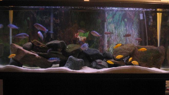 55 gallons freshwater fish tank (mostly fish and non-living decorations) - Standard 4', 55gal tank. Currently running a Fluval 304 and a 204 for filtration, Ebo Jager submersible heater, and two aquaglo light strips. Sand substrate, and rock decor - no plants. Mixed African mbuna cichlid tank:
2 Cobalts
5 Demasoni
7 Yellow Labs
4 Polit
4 Cyno sp. 'Lions Cove'
1 Kenyi
1 OB Peacock