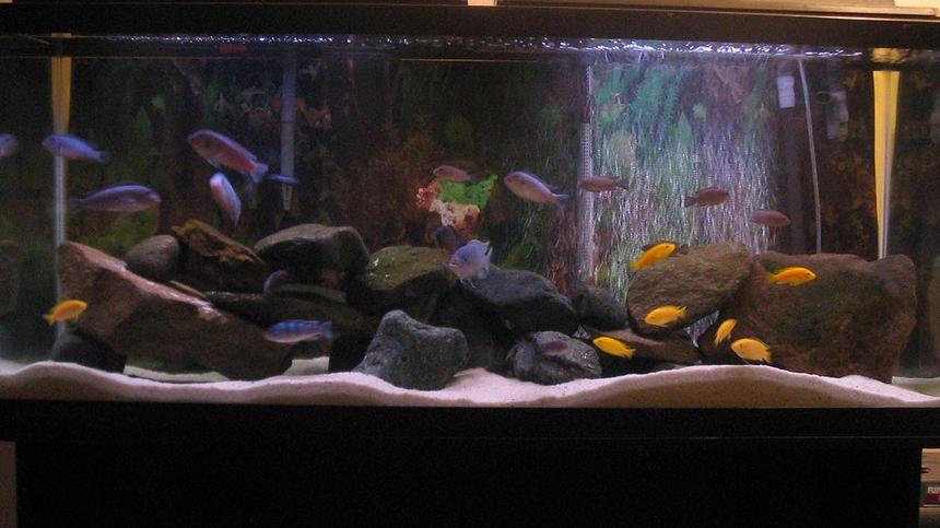 Rated #1172: 55 Gallons Freshwater Fish Tank - Standard 4', 55gal tank. Currently running a Fluval 304 and a 204 for filtration, Ebo Jager submersible heater, and two aquaglo light strips. Sand substrate, and rock decor - no plants. Mixed African mbuna cichlid tank:
2 Cobalts
5 Demasoni
7 Yellow Labs
4 Polit
4 Cyno sp. 'Lions Cove'
1 Kenyi
1 OB Peacock