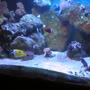 340 gallons reef tank (mostly live coral and fish) - 300 gallon wanna be reef. just started to and corals