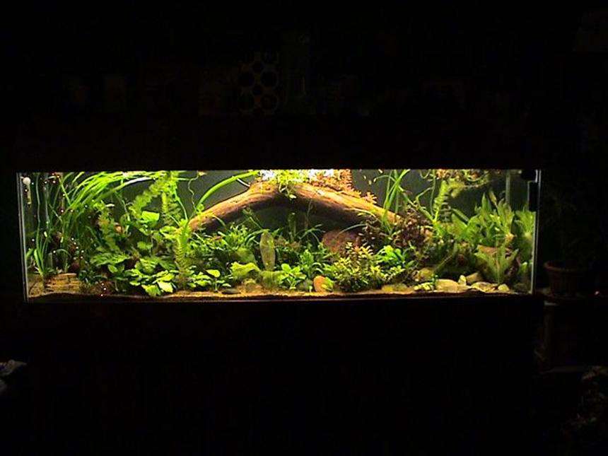 Rated #27: 35 Gallons Planted Tank - 125 gallon 20 variety of plants 70 tetras and 15 bottom feeders.