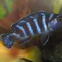 freshwater fish - pseudotropheus demasoni - demasoni cichlid stocking in 55 gallons tank - Demasoni