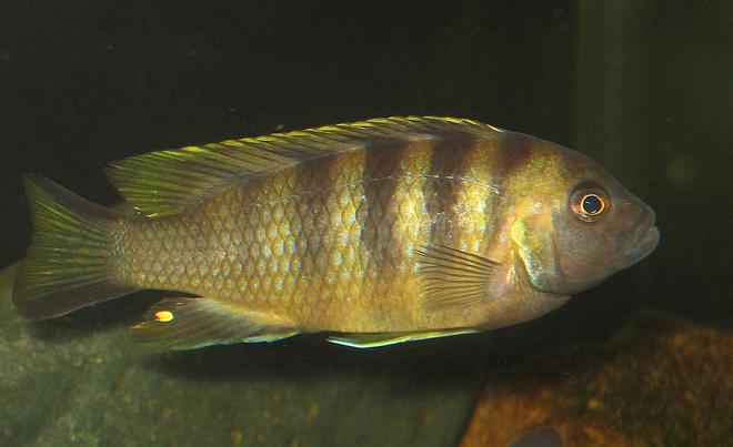 freshwater fish - cynotilapia afra - green afra stocking in 55 gallons tank - Mbweca afra male.