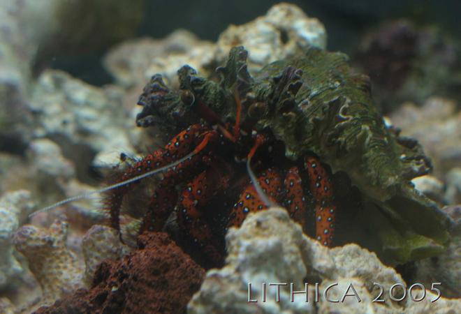 corals inverts - clibanarius sp. - dwarf red tip hermit crab stocking in 125 gallons tank - Red Hermit Crab (In a 2.5 gallon). Trouble in a Reef Tank, wouldn't leave my corals alone, constantly picking through them for food or just to be a nusiance!