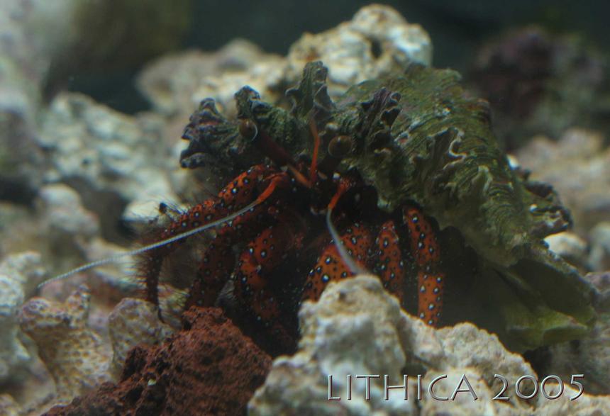 Rated #41: Corals Inverts - Clibanarius Sp. - Dwarf Red Tip Hermit Crab Stocking In 125 Gallons Tank - Red Hermit Crab (In a 2.5 gallon). Trouble in a Reef Tank, wouldn't leave my corals alone, constantly picking through them for food or just to be a nusiance!