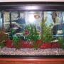 29 gallons freshwater fish tank (mostly fish and non-living decorations) - my tank again